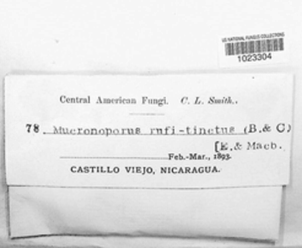 Phellinidium rufitinctum image